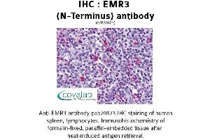 Image no. 1 for anti-Egf-Like Module Containing, Mucin-Like, Hormone Receptor-Like 3 (EMR3) (Extracellular Domain), (N-Term) antibody (ABIN1733997) (EMR3 Antikörper  (Extracellular Domain, N-Term))