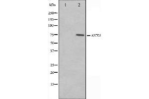 Western blot analysis on 293 cell lysate using Annexin A6 Antibody.