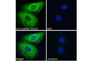 ABIN185279 Immunofluorescence analysis of paraformaldehyde fixed HeLa cells, permeabilized with 0. (TXNDC5 Antikörper  (C-Term))