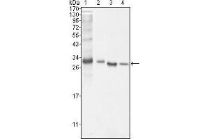 Western Blot showing BCL10 antibody used against NIH/3T3 (1), Hela (2), MCF-7 (3) and Jurkat (4) cell lysate. (BCL10 Antikörper)