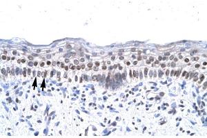 Human Spermatophore (ZNF500 Antikörper  (Middle Region))