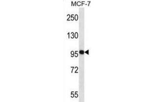 Western Blotting (WB) image for anti-Neural Precursor Cell Expressed, Developmentally Down-Regulated 9 (NEDD9) antibody (ABIN2998097) (NEDD9 Antikörper)