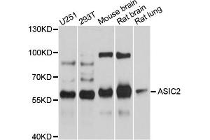 Western blot analysis of extracts of various cell lines, using ASIC2 antibody (ABIN4902955) at 1:1000 dilution. (ACCN1 Antikörper)