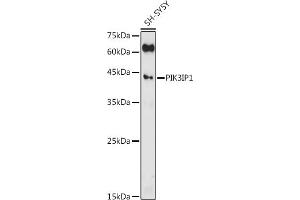 Western blot analysis of extracts of SH-SY5Y cells, using PIK3IP1 antibody (ABIN7269324) at 1:500 dilution. (PIK3IP1 Antikörper  (AA 24-160))