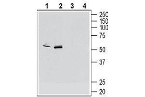 Western blot analysis of mouse  microglia cell line lysate (lanes 1 and 3) and mouse J774 macrophage cell line lysate (lanes 2 and 4):1, 2. (Chemokine (C-X3-C Motif) Receptor 1 (CX3CR1) Peptid)