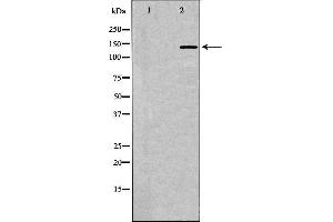 Western blot analysis of extracts of rat brain, using NTRK1 antibody. (TRKA Antikörper  (C-Term))