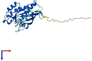 RAB39B Protein (AA 1-213) (His tag)