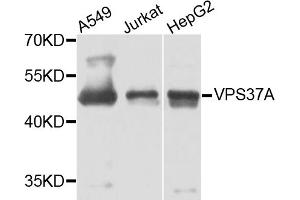 Western blot analysis of extracts of various cell lines, using VPS37A antibody. (VPS37A Antikörper)