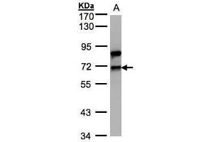 WB Image Sample(30 ug whole cell lysate) A:Raji , 7. (Splicing Factor 1 Antikörper)