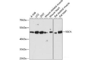 Western blot analysis of extracts of various cell lines using SGCA Polyclonal Antibody at dilution of 1:3000. (SGCA Antikörper)