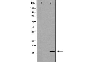 Western blot analysis of extracts of recombinant protein using IL13 antibody. (IL-13 Antikörper  (N-Term))