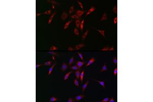 Immunofluorescence analysis of NIH/3T3 cells using NKIR Rabbit pAb (ABIN7268903) at dilution of 1:100 (40x lens). (NKIRAS1 Antikörper  (AA 118-192))