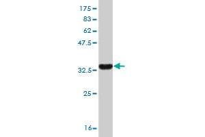 Western Blot detection against Immunogen (35. (MCM8 Antikörper  (AA 646-735))