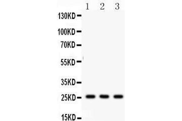 SFTPA2 Antikörper  (C-Term)