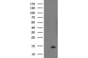 Image no. 3 for anti-Polymerase (RNA) II (DNA Directed) Polypeptide J2 (POLR2J2) antibody (ABIN1500337) (POLR2J2 Antikörper)