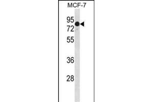 GATAD2A Antibody (N-term) (ABIN1881364 and ABIN2839088) western blot analysis in Hela cell line lysates (35 μg/lane). (GATAD2A Antikörper  (N-Term))