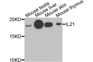 Western blot analysis of extracts of various cell lines, using IL21 antibody (ABIN5974360) at 1/1000 dilution. (IL-21 Antikörper)