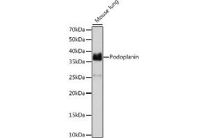 Western blot analysis of extracts of Mouse lung, using Podoplanin Rabbit mAb (ABIN7269430) at 1:1000 dilution. (Podoplanin Antikörper)