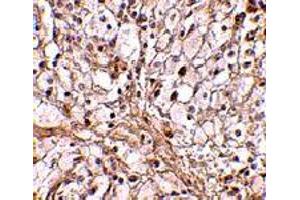 Immunohistochemistry of Trim30 in mouse ovary tissue with Trim30 polyclonal antibody  at 10 ug/mL .