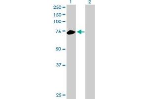 Western Blot analysis of RHOT2 expression in transfected 293T cell line by RHOT2 MaxPab polyclonal antibody. (RHOT2 Antikörper  (AA 1-618))