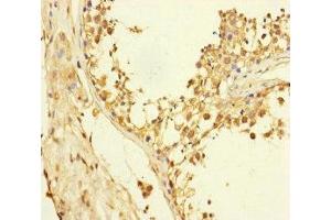 Immunohistochemistry of paraffin-embedded human testis tissue using ABIN7152325 at dilution of 1:100 (Exportin 6 Antikörper  (AA 290-530))