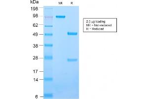 SDS-PAGE Analysis Purified CD50 Rabbit Recombinant Monoclonal Antibody (ICAM3/2873R). (Rekombinanter ICAM-3/CD50 Antikörper)