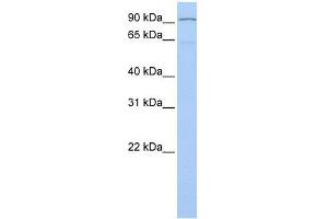 LZTR1 antibody used at 0. (LZTR1 Antikörper  (N-Term))