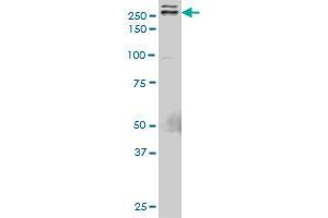 TLN1 monoclonal antibody (M05), clone 5C1. (TLN1 Antikörper  (AA 1052-1149))