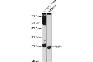 Western blot analysis of extracts of various cell lines, using PEBP4 Rabbit pAb (ABIN7269280) at 1:1000 dilution. (PEBP4 Antikörper)