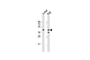 CD82 Antikörper  (C-Term)