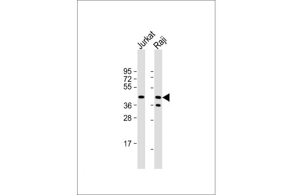 CD82 anticorps  (C-Term)