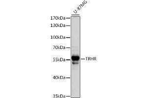 Western blot analysis of extracts of U-87MG cells, using TRHR antibody (ABIN7270827) at 1:1000 dilution. (TRHR Antikörper  (AA 320-398))