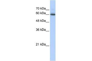 SEMA4F antibody used at 1 ug/ml to detect target protein. (SEMA4F Antikörper  (N-Term))