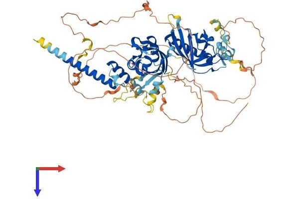 HIF3A Protein (AA 1-662) (His tag)