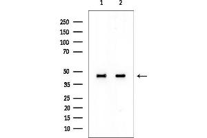 Western blot analysis of lysates from various samples, using EIF3F Antibody at 1/1000 dilution.
