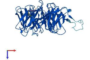 WD Repeat Domain 45B (WDR45B) (AA 1-344) protein (His tag)