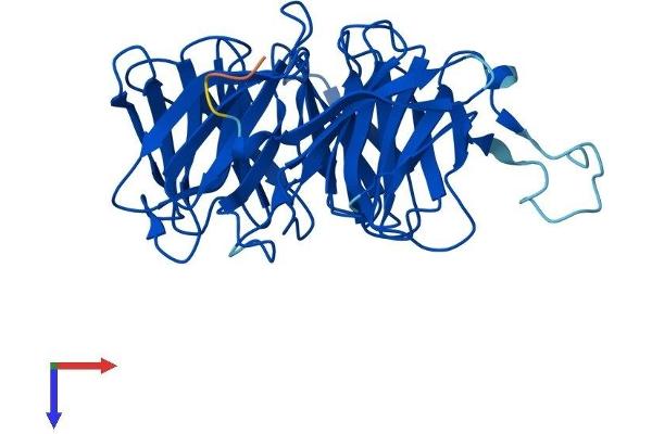 WD Repeat Domain 45B (WDR45B) (AA 1-344) protein (His tag)