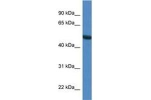 Image no. 1 for anti-Syntrophin, gamma 1 (SNTG1) (AA 147-196) antibody (ABIN6746502) (Syntrophin gamma 1 Antikörper  (AA 147-196))