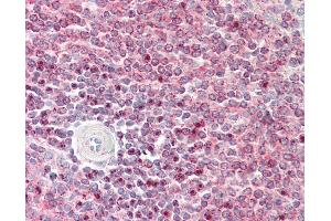 Anti-IST1 antibody IHC staining of human spleen. (IST1 Antikörper  (AA 125-317))