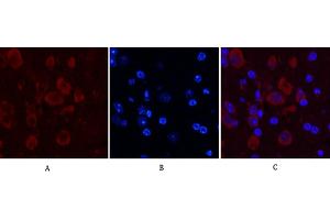 Immunofluorescence analysis of mouse brain tissue. (Caspase 9 Antikörper)