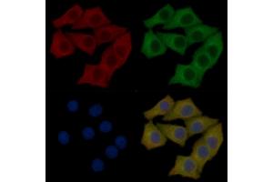 DPP2 Mouse Monoclonal Antibody staining Hela cells by IF/ICC. (DPP7 Antikörper)