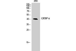 Western Blot analysis of 293T cells with CEBP alpha Polyclonal Antibody (CEBPA Antikörper)
