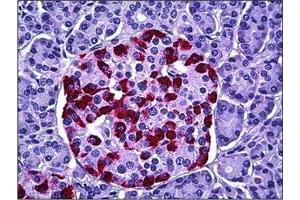 Human Pancreas, Islets of Langerhans: Formalin-Fixed, Paraffin-Embedded (FFPE) (HGS Antikörper  (Internal Region))