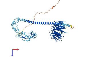 TRAF7 Protein (AA 1-594) (His tag)