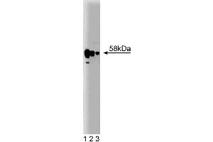 Western blot analysis of PP5 on a rat cerebrum lysate. (PP5 Antikörper  (AA 36-238))