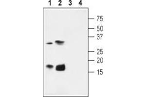Western blot analysis of rat pancreas membrane (lanes 1 and 3) and heart (lanes 2 and 4) lysates:1,2.