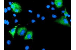 Anti-LEPRE1 mouse monoclonal antibody (ABIN2455943) immunofluorescent staining of COS7 cells transiently transfected by pCMV6-ENTRY LEPRE1 (RC222535). (LEPRE1 Antikörper)