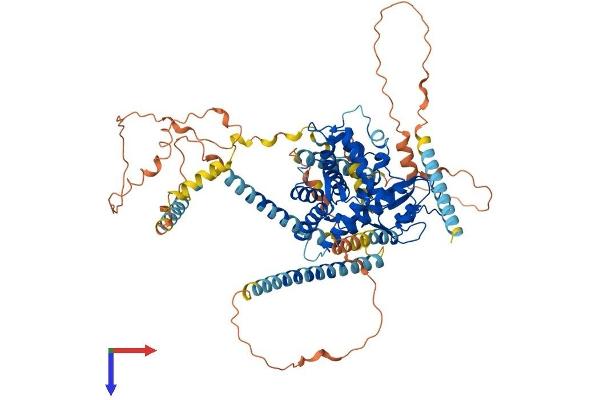 DTNA Protein (AA 1-743) (His tag)