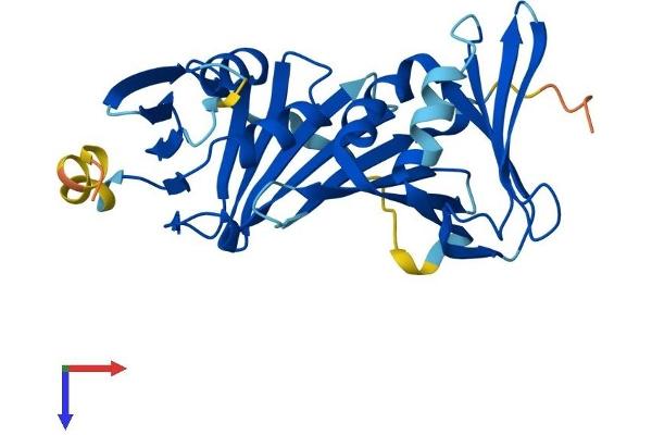 RAD1 Protein (AA 1-282) (His tag)