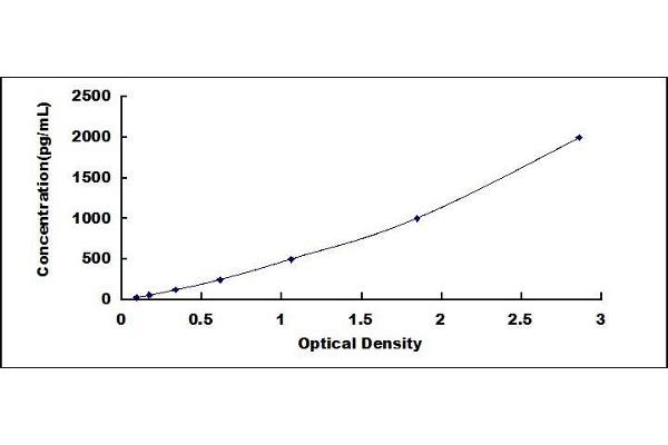 BMP15 ELISA Kit